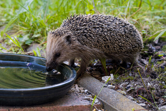 Abgemagerter Igel an einer Wassertr&auml;nke