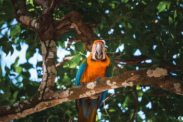 Red parrot Scarlet Macaw, Ara macao, bird sitting on the pal tree trunk, Panama. Wildlife scene from tropical forest. Beautiful parrot on green tree in nature habitat.