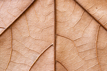 hojas de árbol en macro y detalle