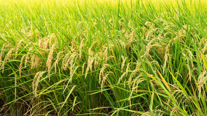 Golden paddy field swaying over sunset day time. Raw rice crop stalk with ears, organic agriculture concept.