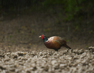 Male pheasant in the forest in rain