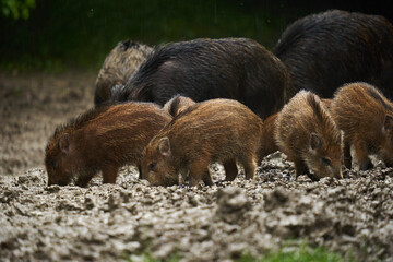 Wild hogs (feral pigs) in rain
