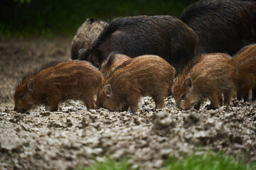 Wild hogs (feral pigs) in rain