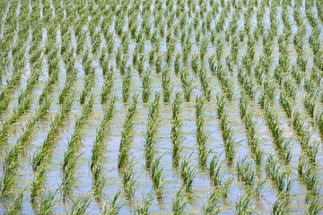北海道長沼町の水田 / Rice paddies in Naganuma Town, Hokkaido