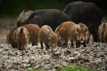 Fototapeta premium Wild hogs (feral pigs) in rain