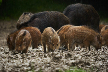 Wild hogs (feral pigs) in rain
