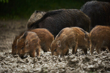 Wild hogs (feral pigs) in rain