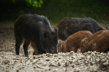 Wild hogs (feral pigs) in rain