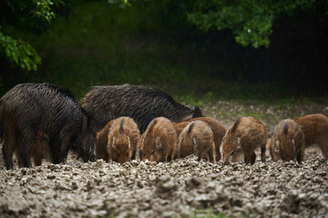 Wild hogs (feral pigs) in rain