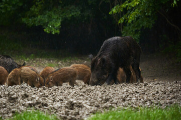 Wild hogs (feral pigs) in rain