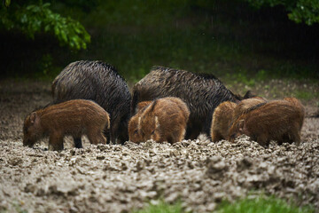 Wild hogs (feral pigs) in rain