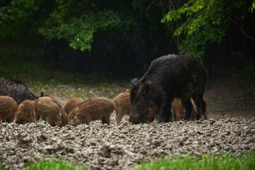 Wild hogs (feral pigs) in rain