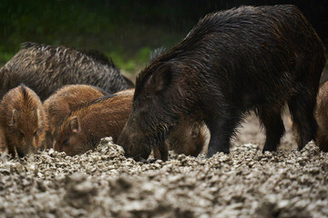 Wild hogs (feral pigs) in rain