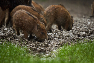 Wild hogs (feral pigs) in rain