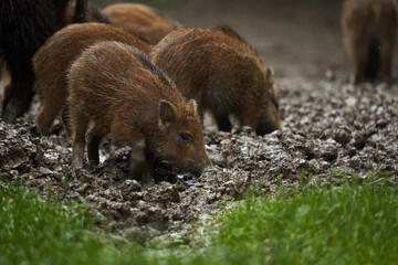 Wild hogs (feral pigs) in rain