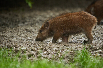 Wild hogs (feral pigs) in rain