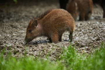 Wild hogs (feral pigs) in rain