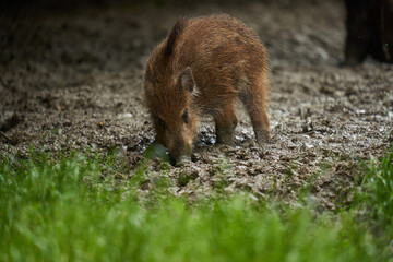 Fototapeta premium Wild hogs (feral pigs) in rain