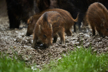 Wild hogs (feral pigs) in rain