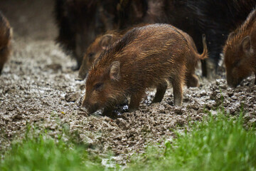 Wild hogs (feral pigs) in rain
