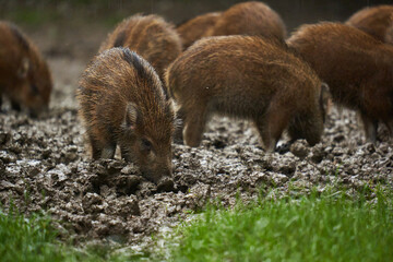 Wild hogs (feral pigs) in rain