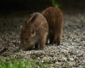 Wild hogs (feral pigs) in rain