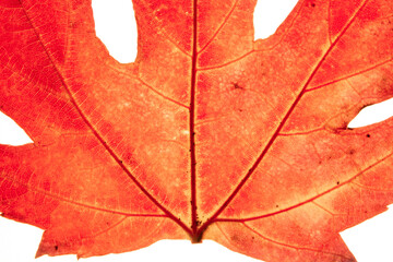 hojas en otoño, hojas de árbol en macro y detalle	