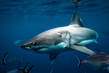 Great white shark swimming in dark blue ocean water