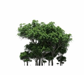 group of trees with a shadow under it, isolated on white background, 3D illustration, cg render