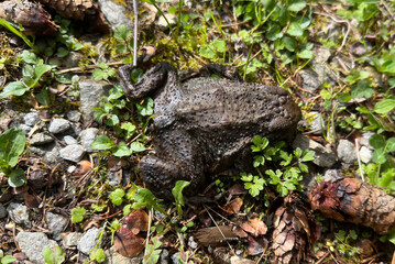 Fototapeta na wymiar Dead toad on a dirt road