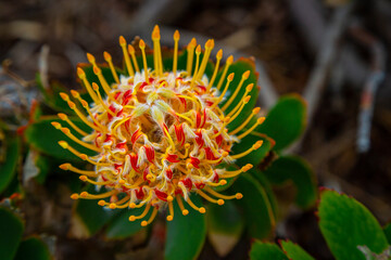 Closeup of a Leucospermum flower. Leucospermum praecox. Leucospermum Cordifolium flower with stem and leaves isolated on natural background