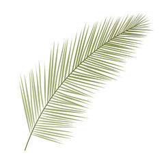 Palm. Palm branch vector illustration isolated on white background.