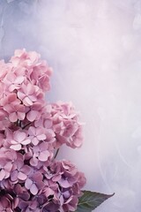 Fototapeta premium Hydrangea floral soft background with empty copy space Generative AI