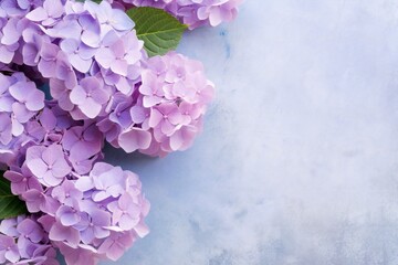 Fototapeta premium Hydrangea floral soft background with empty copy space Generative AI