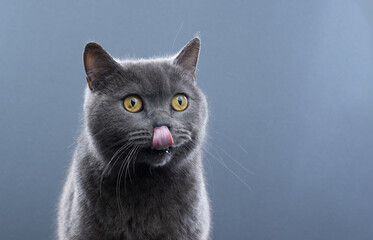 hungry british shorthair blue cat licking mouth. studio portrait on gray background with copy space