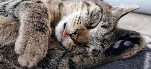 Naklejka na ściany i meble The Tabby cat sleeping with his tongue sticking out, deeply relaxed.