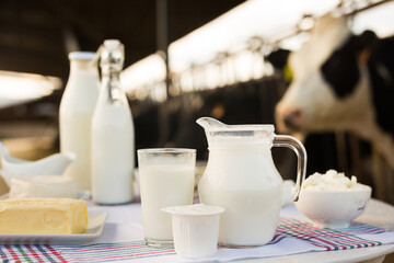 dairy products on table against the background of herd of cows in barn