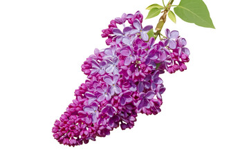 lilac branch with purple flowers and green leaves