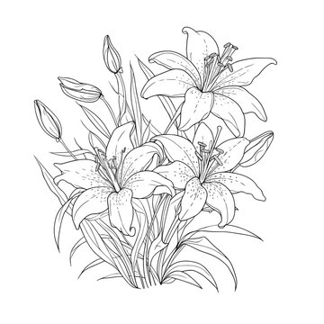 White lily isolated on a white background. Cute hand drawn flower vector illustration in black outline and black plane on white background