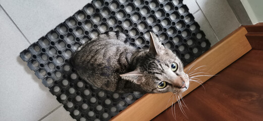 Tabby kitty waiting in front of the door looking to let him in. © Walkabout100