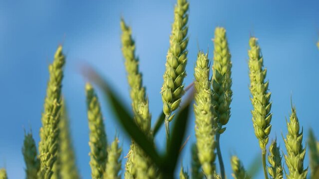 Green spikelets of high yield wheat swaying on wind close up. Grain harvest ripens at crop field. Work in agronomic farm for making business and production organic eco bio food