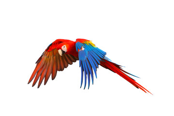 Scarlet macaw parrot flying isolated on transparent background png file © Passakorn