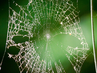 Spider Web