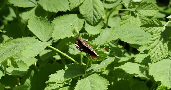 Papillon Le vulcain ou atalante (Vanessa atalanta) pos&eacute; sur une feuille de ronce, ailes ferm&eacute;es et s'ouvrant avant de s'envoler
