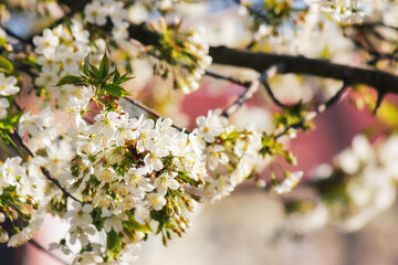 decorative apple blossom in the park. nature background with white flowers