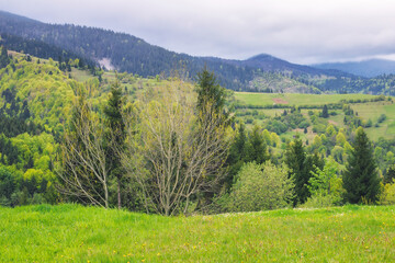 Fototapeta na wymiar forested landscape of ukrainian mountains. carpathian countryside scenery in spring season