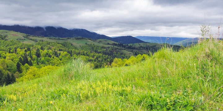 grassy meadows on the hills of ukrainian highlands. carpathian countryside landscape in springtime
