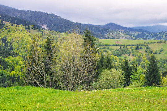 forested landscape of ukrainian mountains. carpathian countryside scenery in spring season