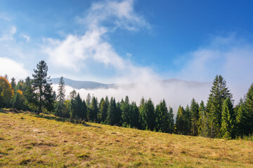 fog in the valley behind the trees on a grassy hill. beautiful mountain landscape in autumn. misty morning scenery of carpathian mountains
