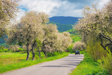 Fototapeta na wymiar spring blooms create a beautiful background for the winding road through the countryside. picturesque view of the serene mountain range and vast fields. beauty of the rural landscape